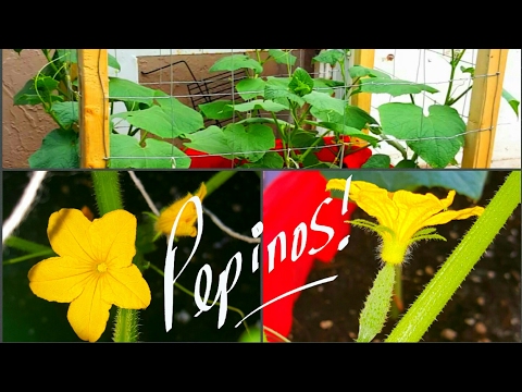 Video: Pepinos polinizados a mano: Consejos para la polinización de plantas de pepino