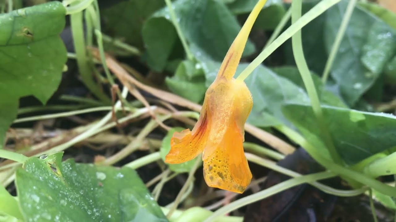 Het einde van het seizoen volgens de Oostindische Kers