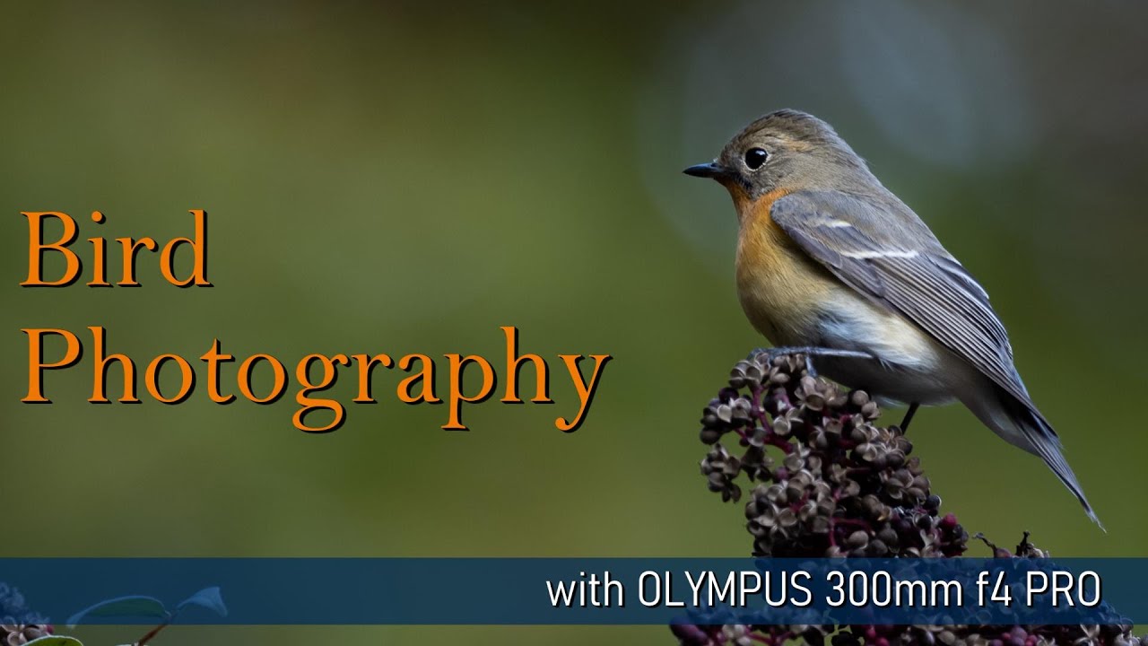 bird photography olympus 300mm f4 pro & em1m3(em1 mark iii) YouTube