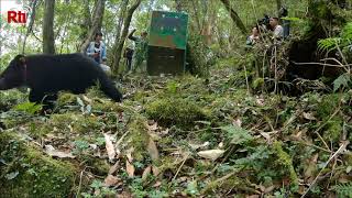 Rescued bear cub released into wild