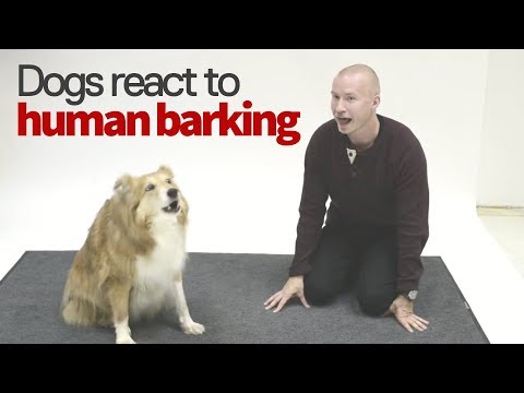 how-dogs-react-to-a-human-barking-|-voice-actor-pranks-dogs