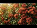 HOW RAMBUTAN ARE GROWN | Giant Fruit Clusters Harvest