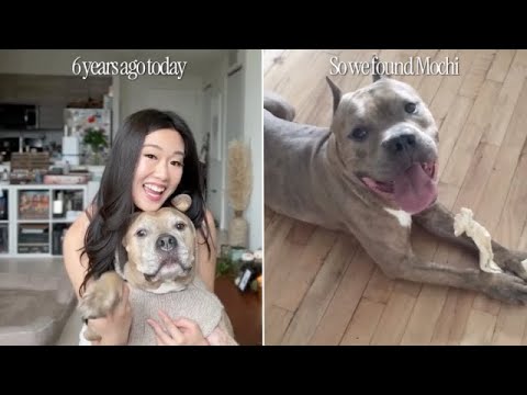 Watch: Dog Finds Forever Home After 640 days in Animal Shelter ...