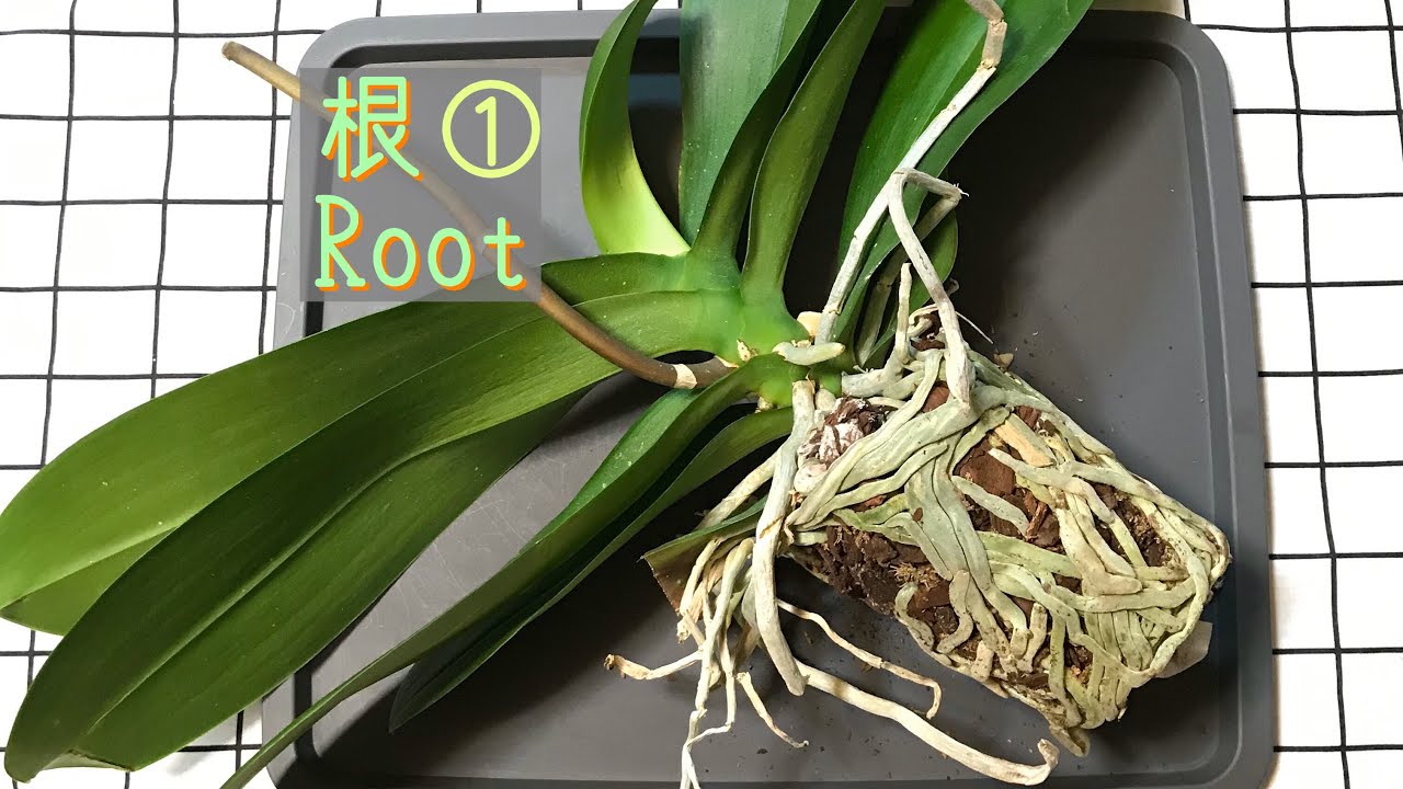 根 Root 胡蝶蘭の根をほぐす 贈答品が出回るこの時期 花後の処理をします が 根や葉に問題が無い株は5月頃に植え替えをして下さいね Youtube