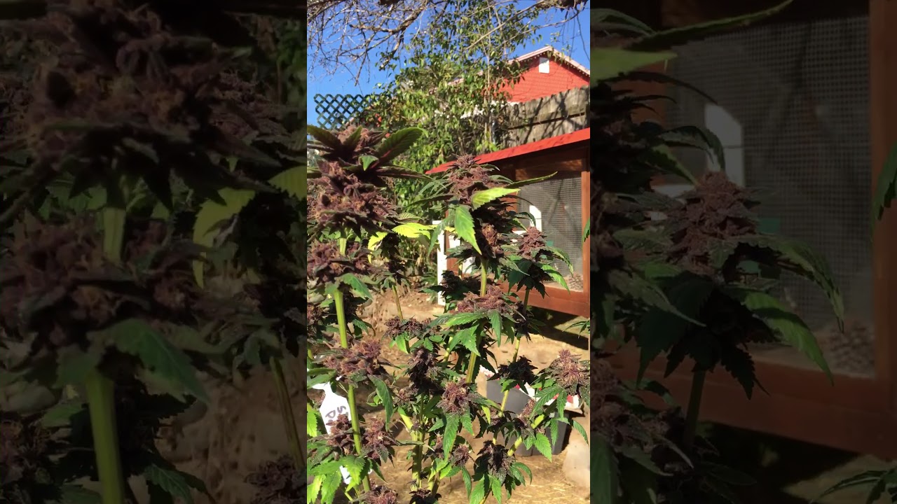 Star Pupil about ready for harvest