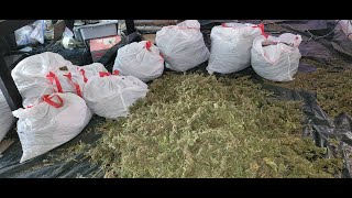 Rando's Mega Harvest 50 Pounds of Ass Kicken Ganja & it's Free