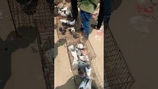 #pigeon #pigeonlover #birdlife #lovelymoment #viralvideo #bangladesh #shorts#orginalsound #bird