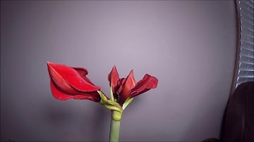 Trader Joes Flower TimeLapse