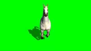 Horse Running Front View Green Screen-Free Green Screen Video