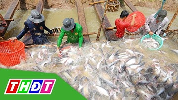 Năm 2022 xuất khẩu cá tra dự kiến đạt 2,4 tỷ USD | THDT
