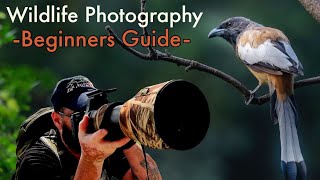 Wildlife Photography from START to FINISH [Gear, Settings, Technique, Ethics] Step by Step GUIDE!
