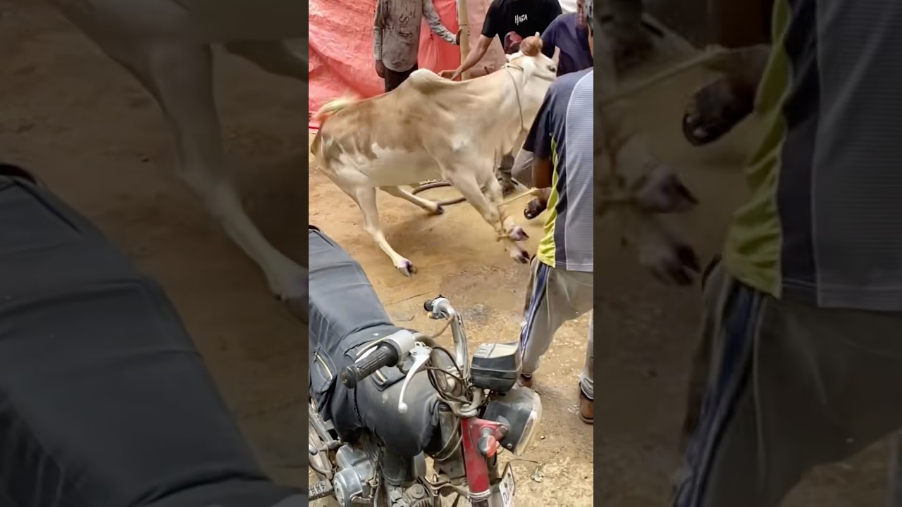 Nadeem group Qurbani 2025 Sibbi bull 