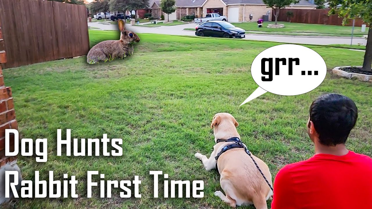 My Labrador dog Buddy enjoying rain and hunting rabbit for the first time.C...