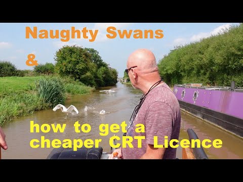 How to get a cheaper CRT Licence & we encounter some naughty swans. Narrowboat Living.