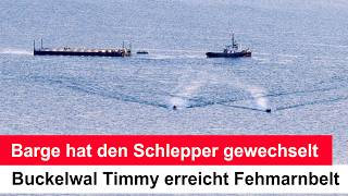 Buckelwal Timmy erreicht Fehmarnbelt – Barge wechselt Schlepper auf Fahrt in die Nordsee