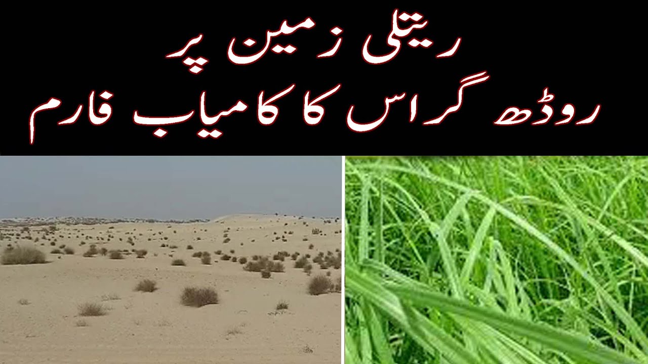 Rhodes grass cultivation in PakistanHow to grow Rhodes grass in Thal