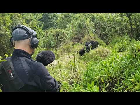 Recording Mountain Gorillas in Uganda