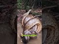 Rock Python Africa S Biggest Snake That Swallows Crocodiles Animalfacts AfricarockPython 