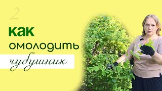 видео: Как ПРАВИЛЬНО обрезать ЧУБУШНИК, омоложение «жасмина» картинка: Как ПРАВИЛЬНО обрезать ЧУБУШНИК, омоложение «жасмина»