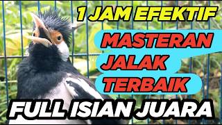 Burung Jalak Suren Gacor Full Isian Tengkek Buto Cililin Tembakan Mewah Unik mantap
