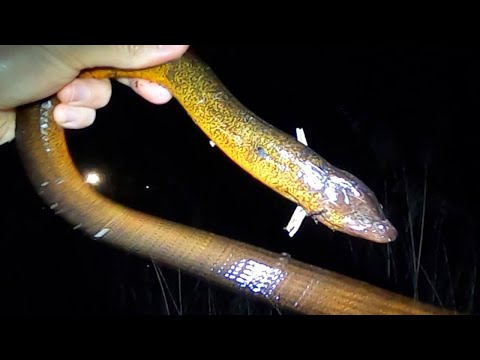 池に住む謎の巨大外来種をとって食べてみた