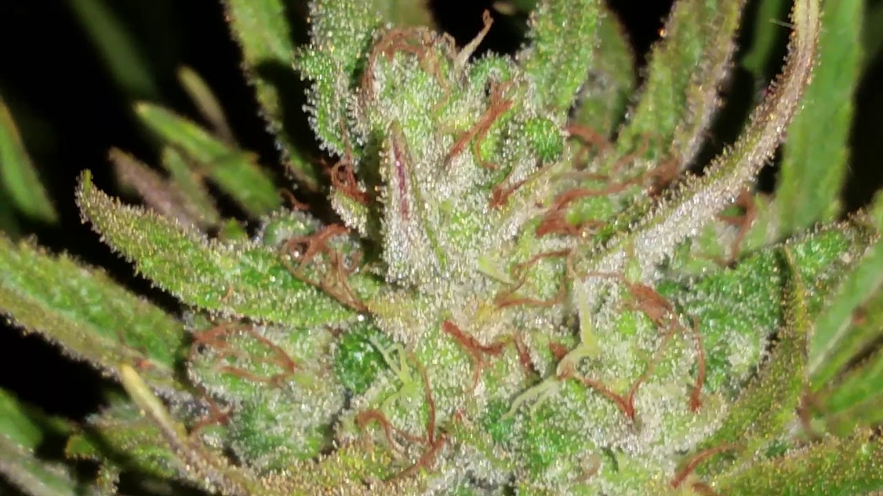 Close-up Bud Shots (part 8 of 10)