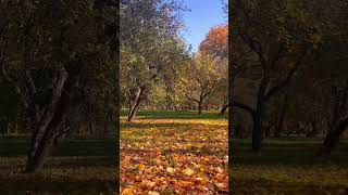Asmr Autumn Forest