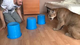 Mountain lion plays the shell game