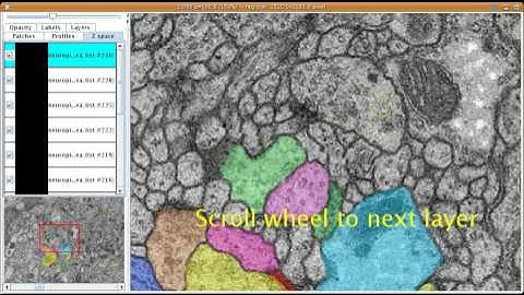 TrakEM2 - how to create and edit arealists