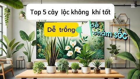 Top 5 Loại Cây Thanh Lọc Không Khí Dễ Trồng, Dễ Chăm Sóc | Lưỡi Hổ, Lan Ý, Trầu Bà, Cọ Cảnh, Nha Đam