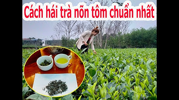 Cách Hái Trà Nõn Tôm Thái Nguyên Chuẩn Nhất - Trà Tiên Lầu