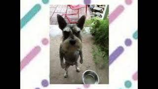 Koinu No Carnival - Classicaloid sped up