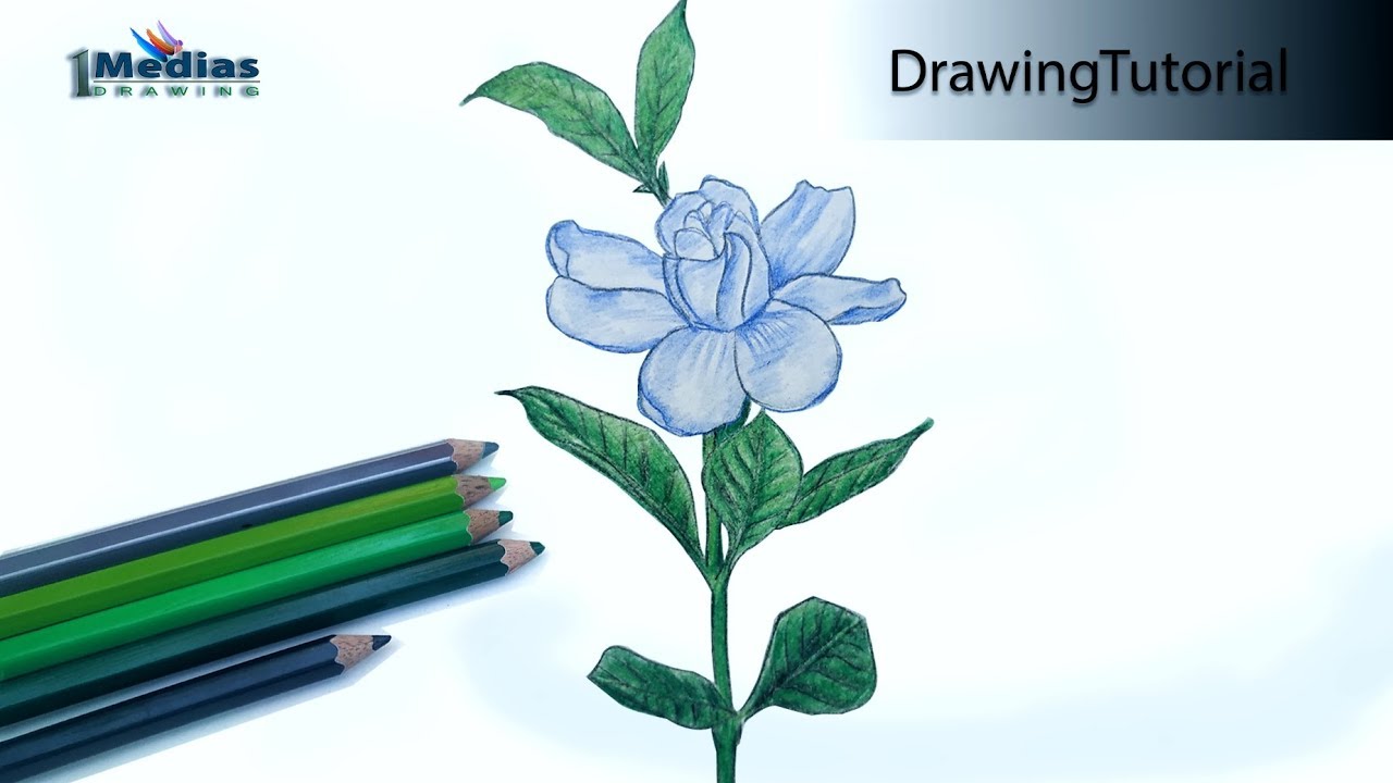 How to Draw Gardenia Step by Step (Very Easy) - YouTube
