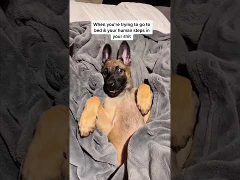 Dogs being idiots part 178 🤣🐕 #funnydog #funnypet #cutedog #dog #pets #shorts