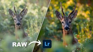 How I Edit Wildlife Photos in Lightroom screenshot 4