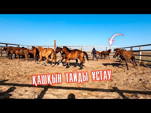 Видео: Жылқыларды түгендеп, Үйір жылқы қамадық, еркек тайды ұстадық.