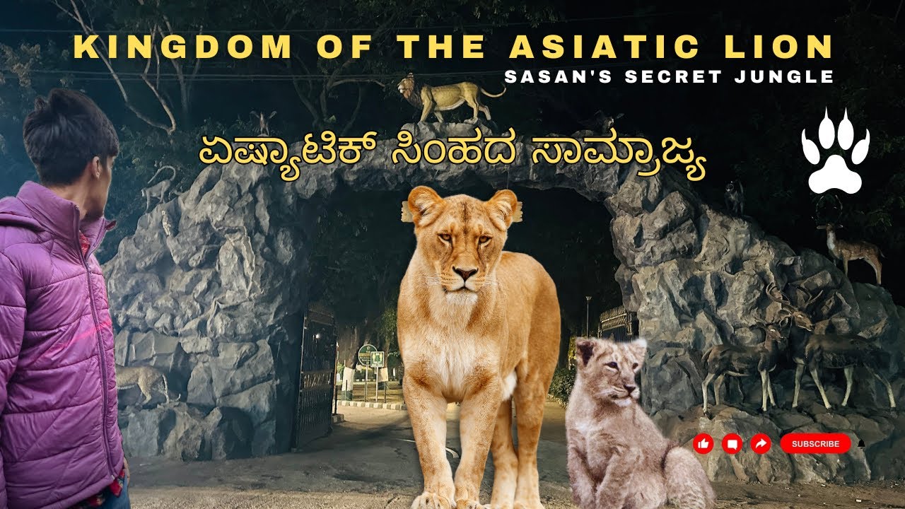 ಏಷ್ಯಾಟಿಕ್ ಸಿಂಹದ ಸಾಮ್ರಾಜ್ಯ | Gujarat | SASAN GIR | Mr GD | Wildlife Safari