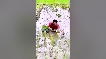 The process of transplanting seedlings, a good method can make the work easier