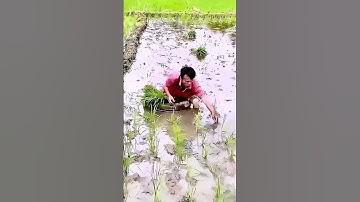 The process of transplanting seedlings, a good method can make the work easier