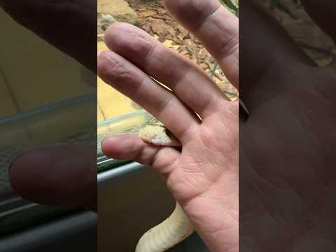 Предательский шланг