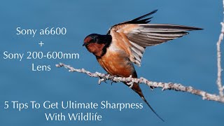 Sony a6600 + Sony 200-600mm Lens | 5 Tips To Get Ultimate Sharpness With Wildlife