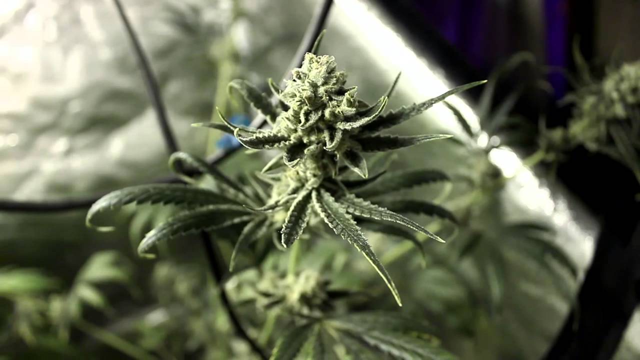 Afghani Harvest S2E4