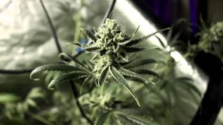Afghani Harvest S2E4