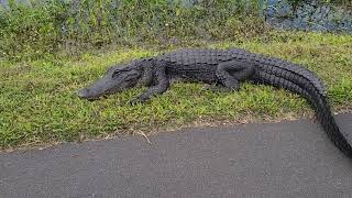 Me approaching an alligator in Everglades National Park.