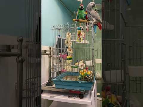 علت پرکنی طوطی کاسکو نگهداری اشتباه