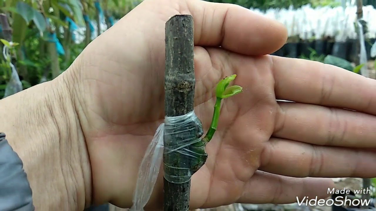 Grafting jackfruit and select cutting fruit on the tree