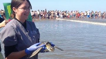 Sea Turtles Released on Jekyll Island, GA