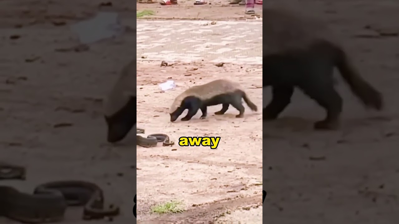 Honey Badger: Nature’s Most Fearless Animal! 🦡🔥 