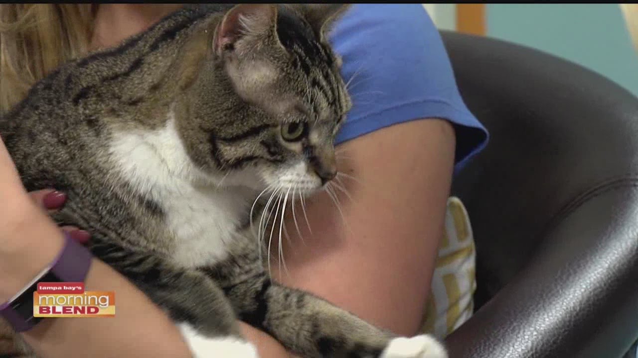 Hillsborough County Pet Resource Center YouTube