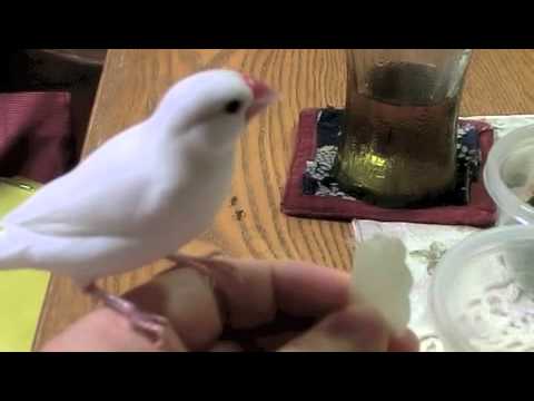 文鳥の運動会 レタス早食い競争